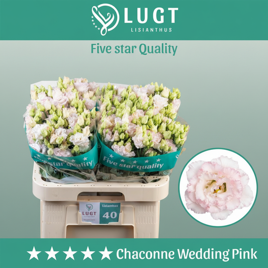 Eustoma Chac Wedding Pink