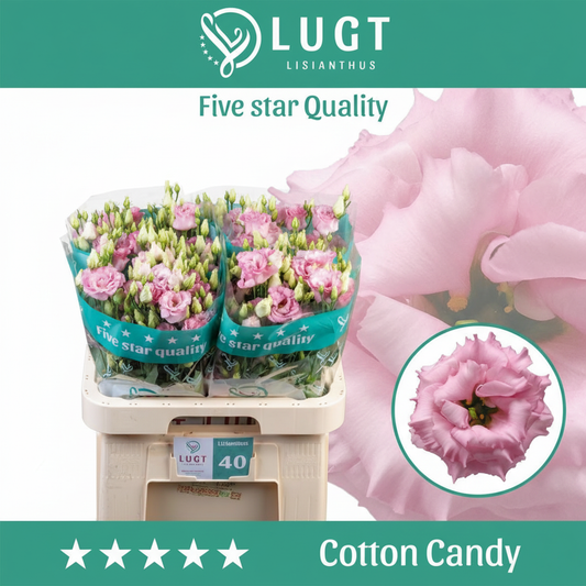 Eustoma Cotton Candy