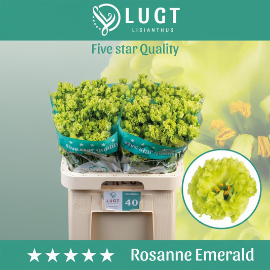 Eustoma Rosan Emerald green