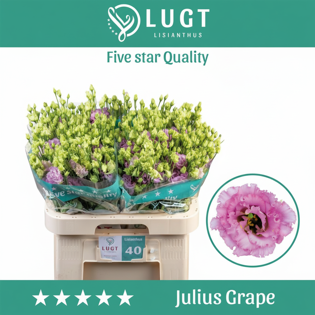 Eustoma Julius Grape