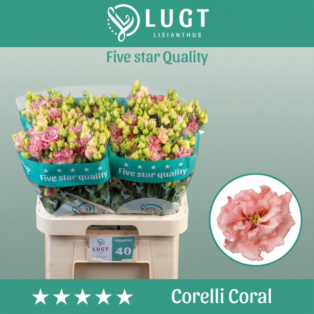 Eustoma Corelli Coral
