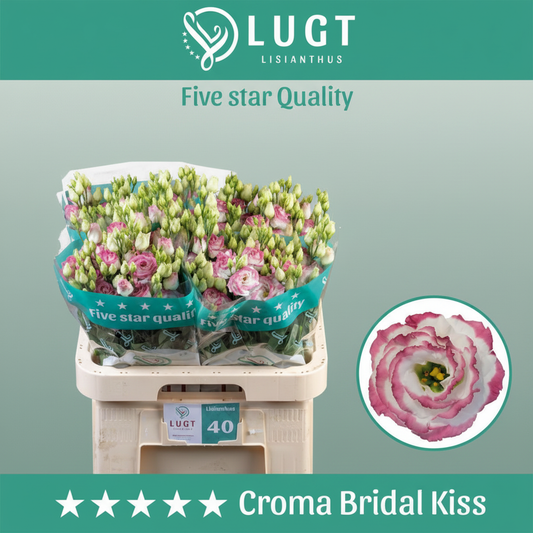 Eustoma Croma Bridal
