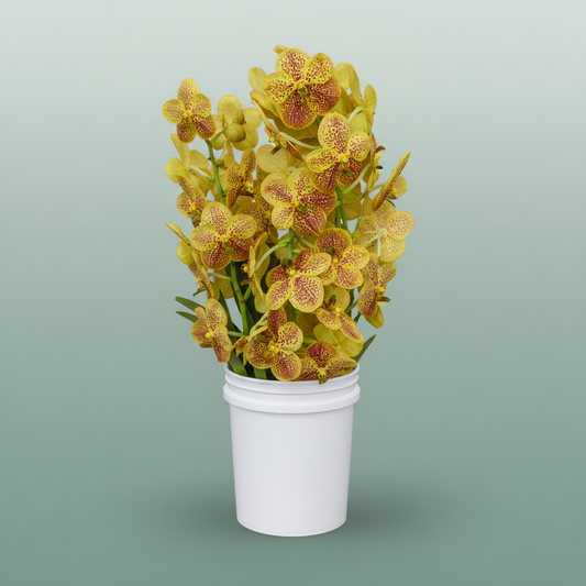 Orchid Vanda Su Banana Spot