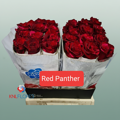 Rose Eq Red Panther