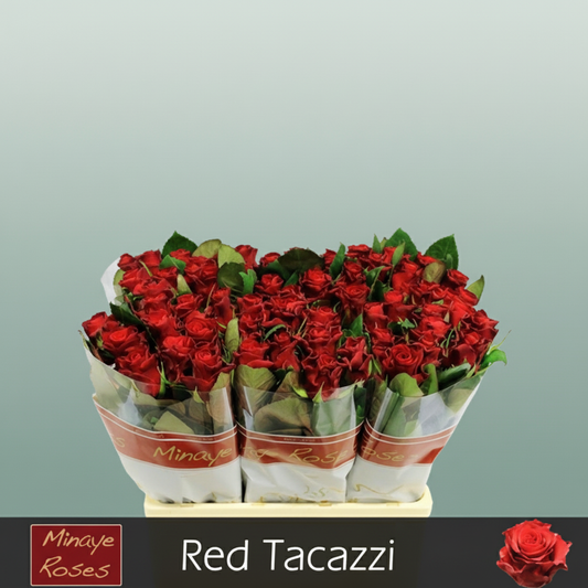Rose Red Tacazzi+