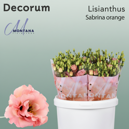 Lisianthus Sabrina Orange