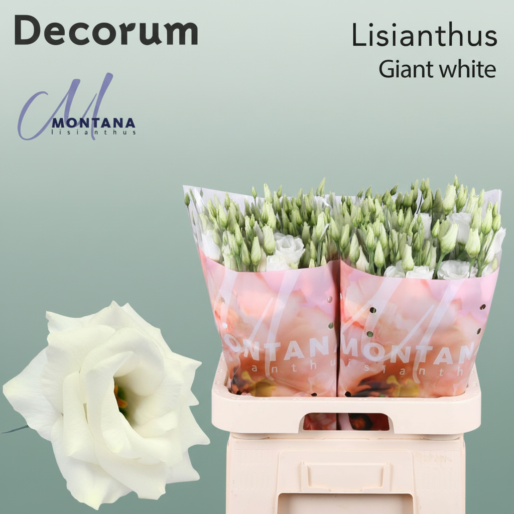 White Lisianthus ‘Arena Giant White’ – 70cm Stems