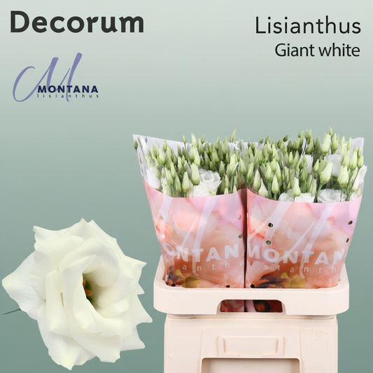 Eustoma Areana Giant White