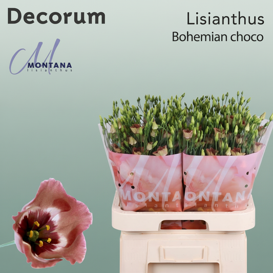 Eustoma Bohemium Chocolate