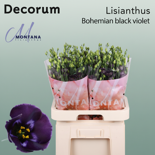 Eustoma Bohemium Blue