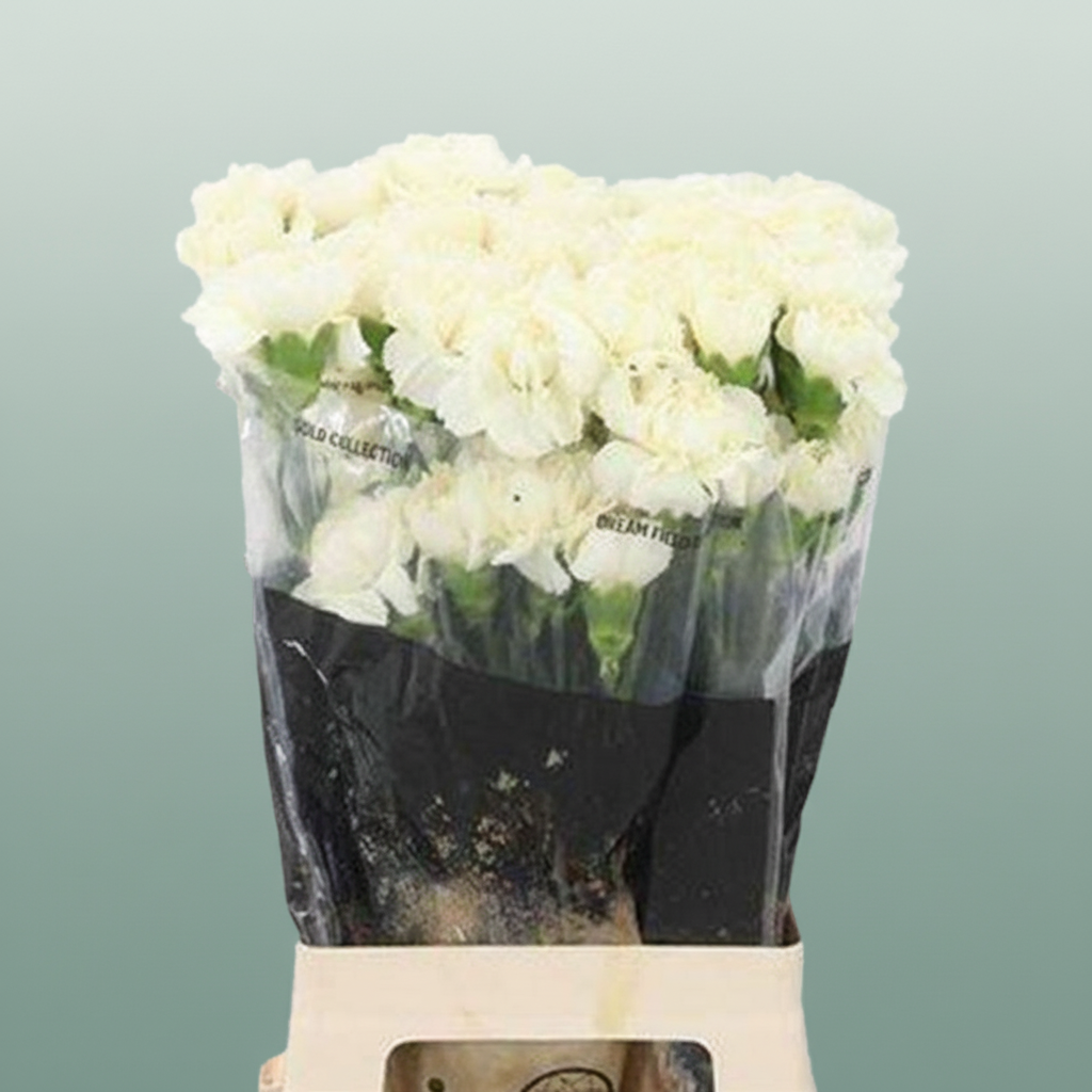 Carnation Standard Diletta Crema