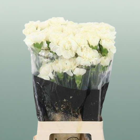 Carnation Standard Diletta Crema