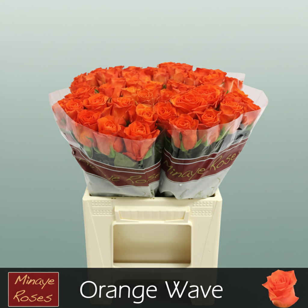 Rose Orange Wave