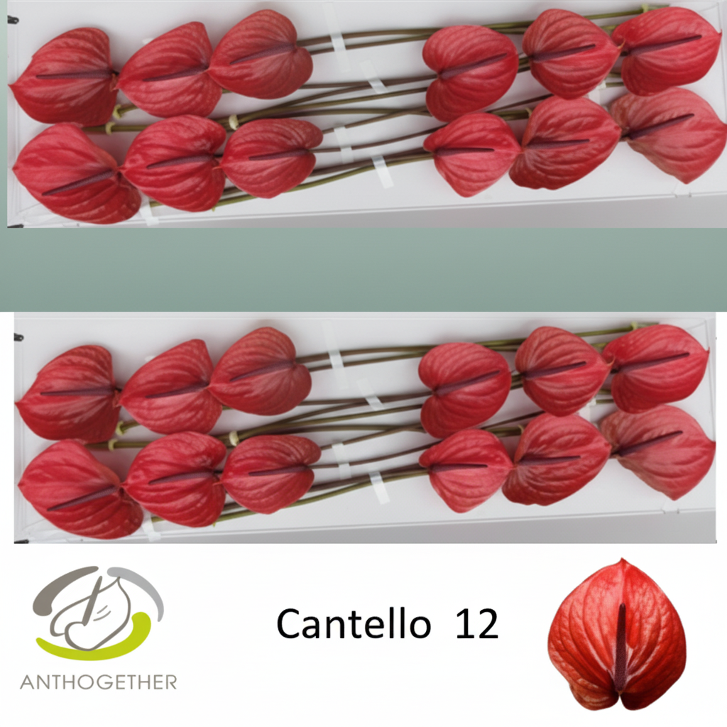 Anthurium Cantello