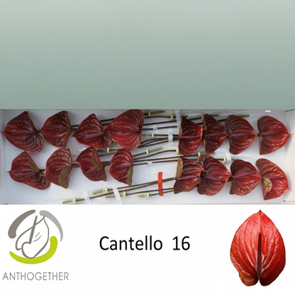 Anthurium Cantello