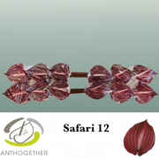 Burgundy Anthurium Safari – 35cm Stems