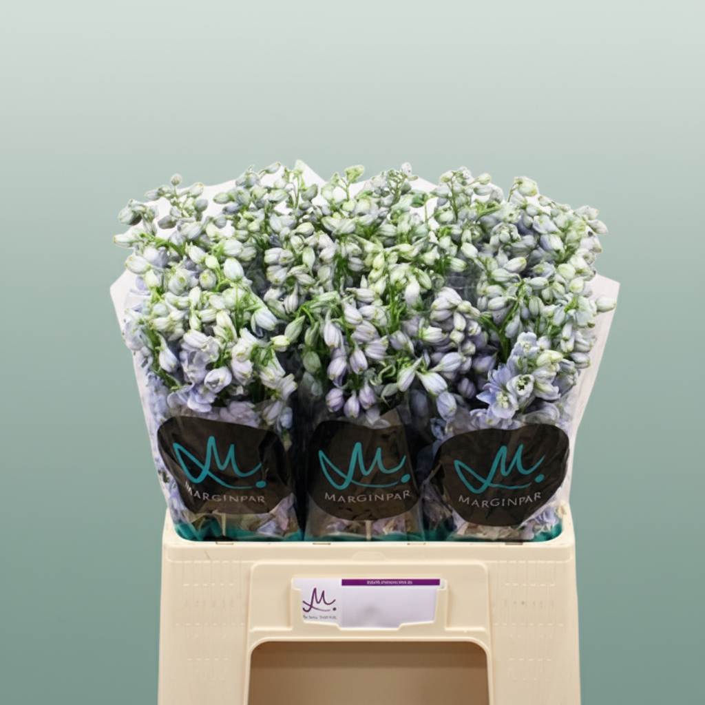 Delphinium Guardiam Lavender