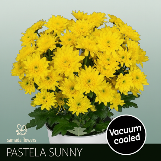 Chrysanthemum Spray Pastela Yellow