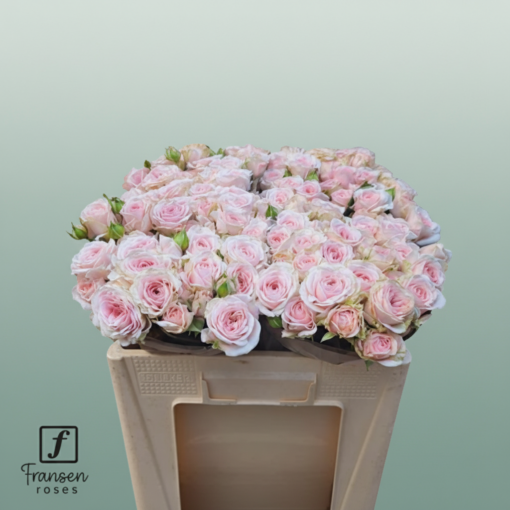 Spray Rose Fatal Attra