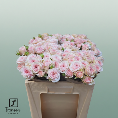 Spray Rose Fatal Attra