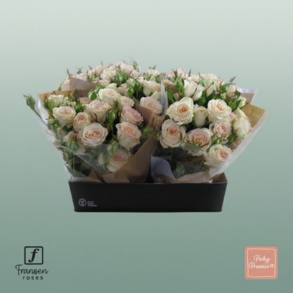 Spray Rose Pinky Promise