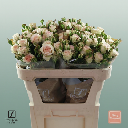 Spray Rose Pinky Promise