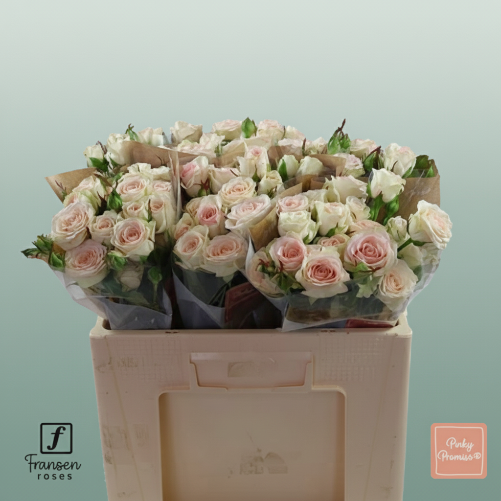 Spray Rose Pinky Promise