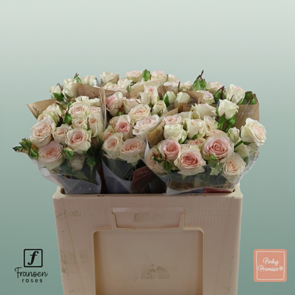 Spray Rose Pinky Promise