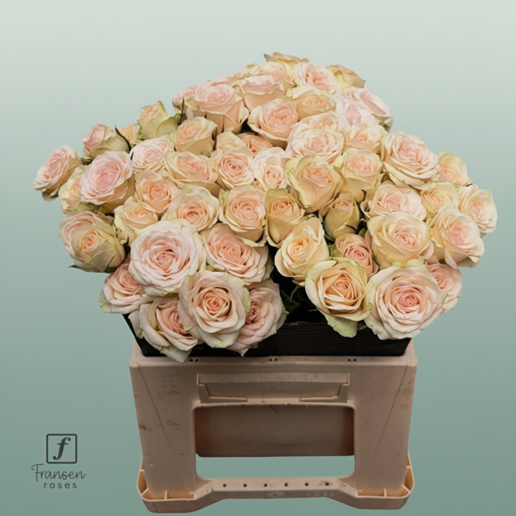 Spray Rose Pinky Promise