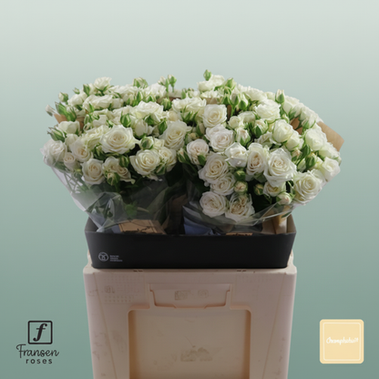 Spray Rose Josephine