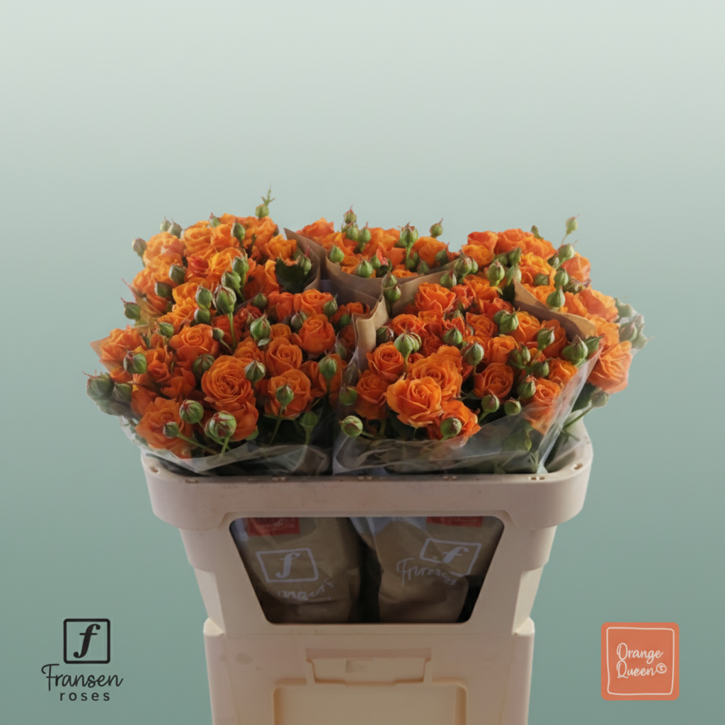 Spray Rose - Rosa - Orange Queen