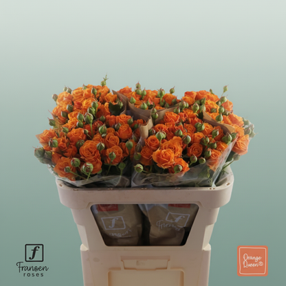 Spray Rose Orange Queen