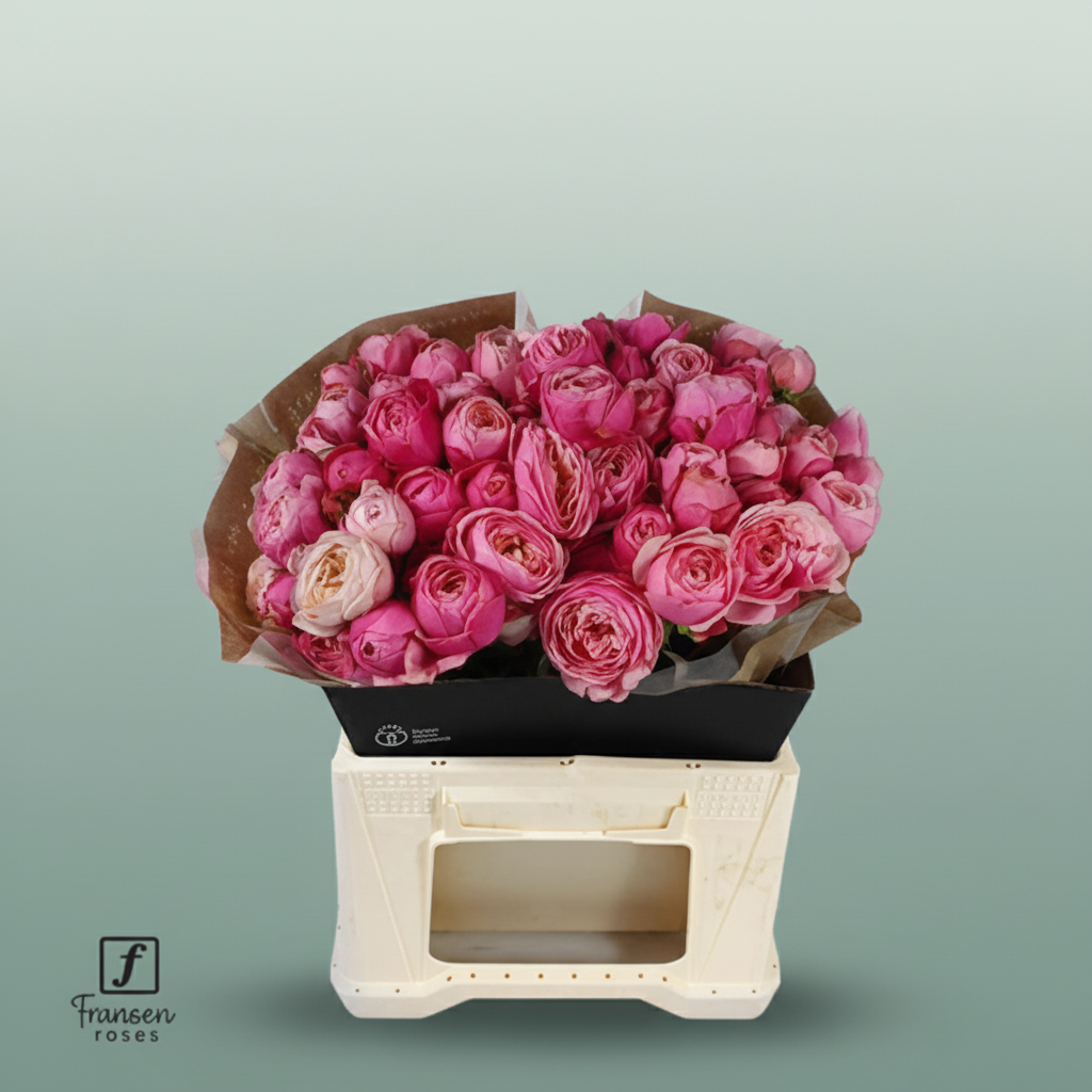 Spray Rose Silva Pink+