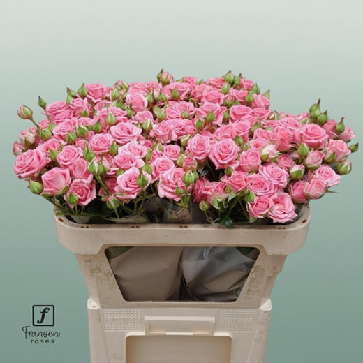 Spray Rose - Rosa - Emilia