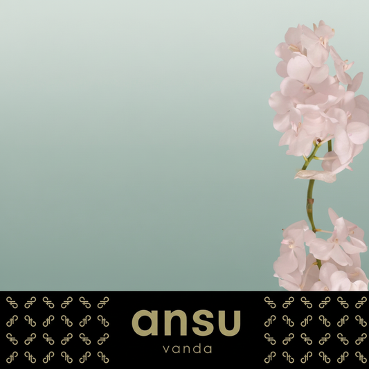 Orchid Vanda Tayanee Diamond White