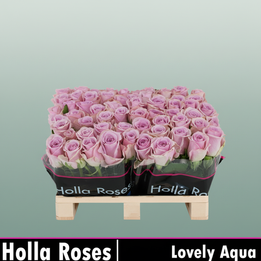 Rose Lovely Aqua!