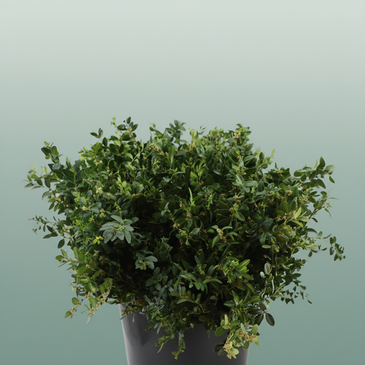 Buxus Bunch