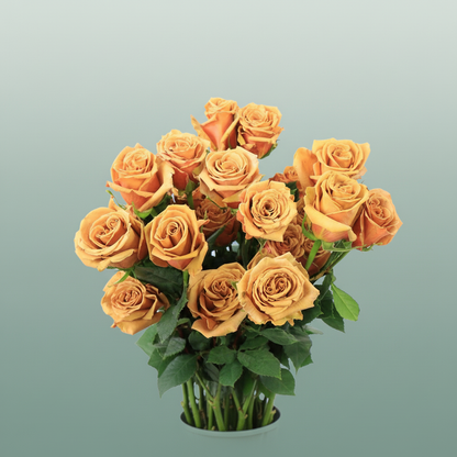 Rose - Rosa - Large Flowered