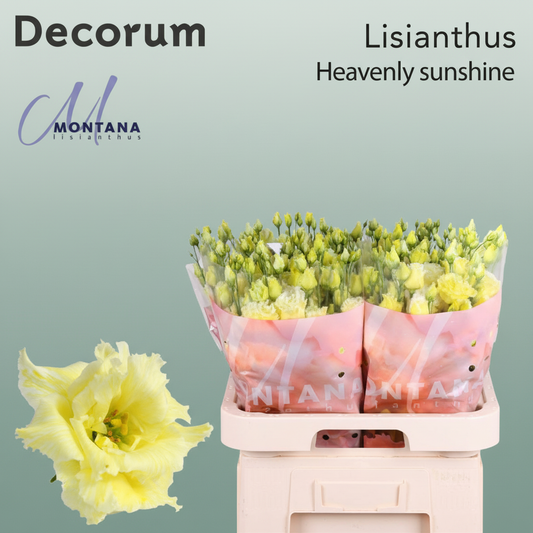 Eustoma Heavenly Dyed Fuchia