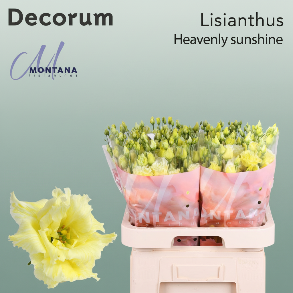 Eustoma Heavenly Dyed Sunshine