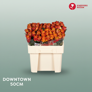 Rose - Rosa - Downtown