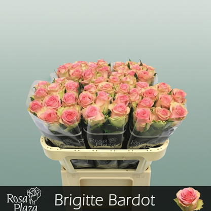 Rose Brigitte Bardot