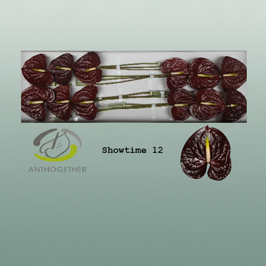 Brown Anthurium ‘Anthiqdap’ – 40cm Stems