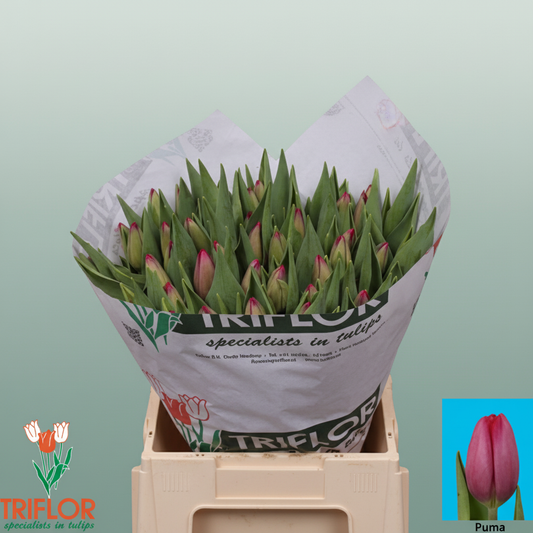 Tulip Puma