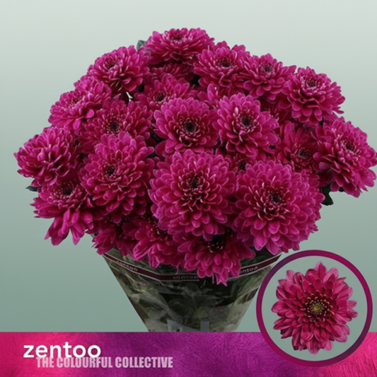 Chrysanthemum Spray Fabienne Purple/ Lamira