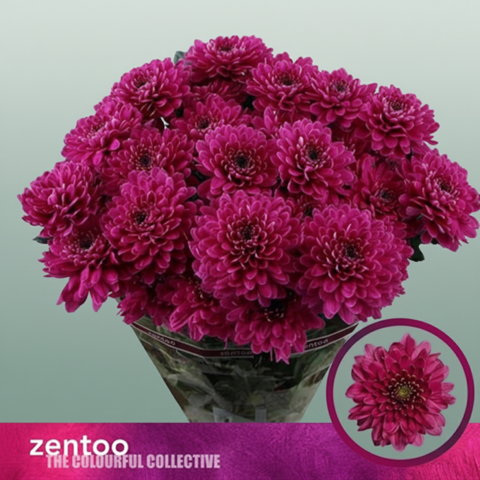 Spray Chrysanthemum - Chrysanthemum - Fabienne Purple