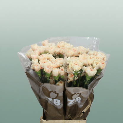 Carnation - Dianthus - Apple Tea