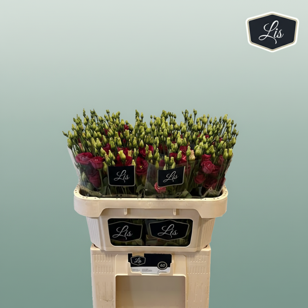 Eustoma Red Wholesalers Choice