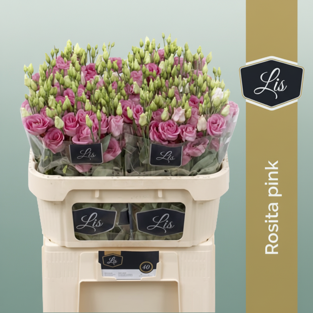 Eustoma Pink Wholesalers Choice