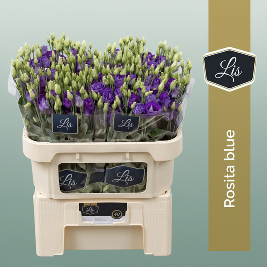 Blue Lisianthus (Eustoma) – Cut Flowers